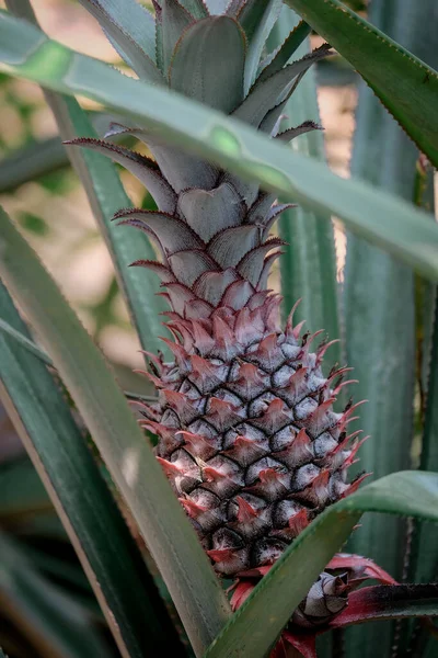 Evin arkasındaki çam bahçesinde ananas çiçekleri açıyor.