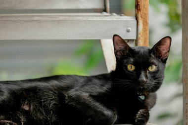 Siyah bir kedinin kameraya bakışının sevimliliği.