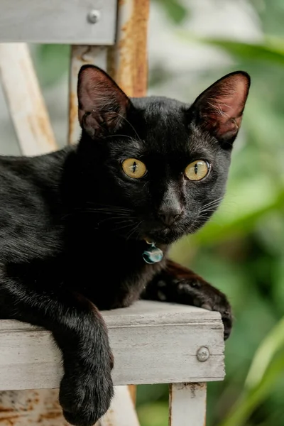 Cuteness Black Cat Looking Camera — ストック写真