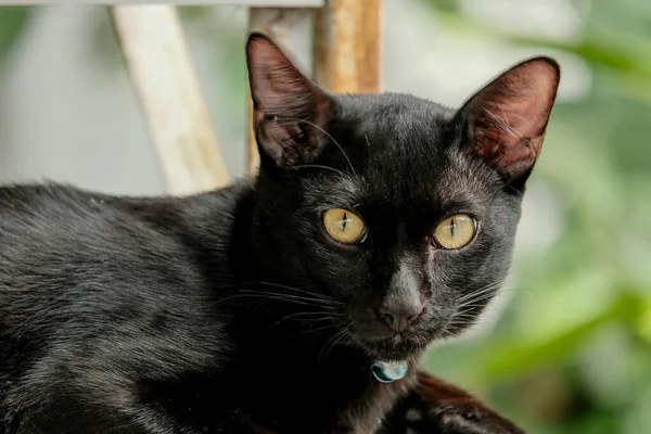 Cuteness Black Cat Looking Camera — Fotografia de Stock