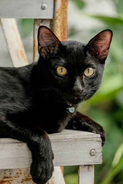 Cuteness Black Cat Looking Camera — Fotografia de Stock