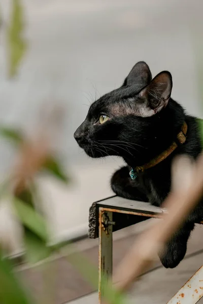 Cuteness Black Cat Looking Camera — Photo