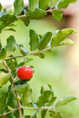 Vahşi kirazlar tropikal bir ormandaki ağaçta olgunlaşıyor.