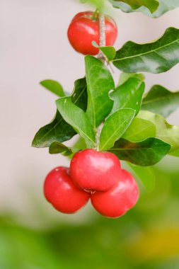 Vahşi kirazlar tropikal bir ormandaki ağaçta olgunlaşıyor.