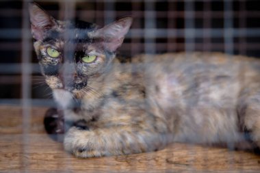 Kafesteki kameraya bakan sevimli bir kedi. 