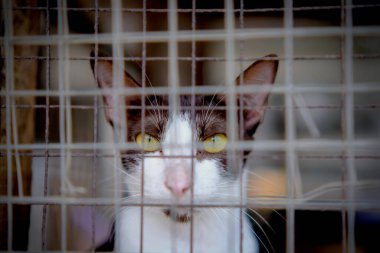 Kafesteki kameraya bakan sevimli bir kedi. 