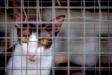 Kafesteki kameraya bakan sevimli bir kedi. 