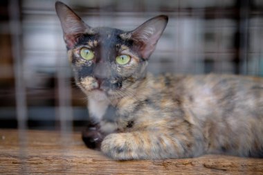 Kafesteki kameraya bakan sevimli bir kedi. 