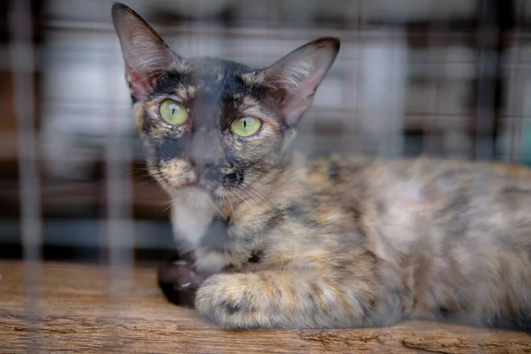 Kafesteki kameraya bakan sevimli bir kedi. 