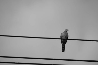 Direkteki kuş ve tel siyah ve beyazdır. 