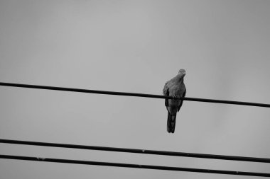 Direkteki kuş ve tel siyah ve beyazdır. 
