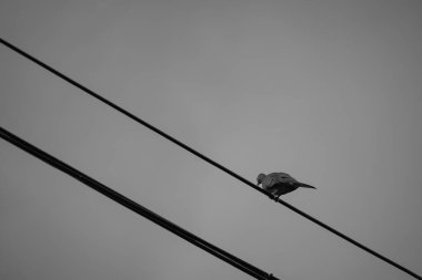 Direkteki kuş ve tel siyah ve beyazdır. 