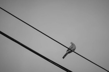 Direkteki kuş ve tel siyah ve beyazdır. 