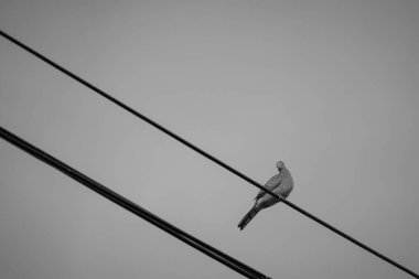 Direkteki kuş ve tel siyah ve beyazdır. 