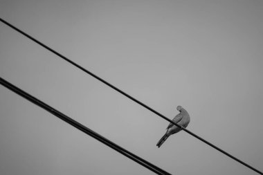 Direkteki kuş ve tel siyah ve beyazdır. 