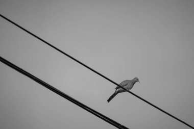 Direkteki kuş ve tel siyah ve beyazdır. 