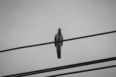 Direkteki kuş ve tel siyah ve beyazdır. 