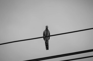 Direkteki kuş ve tel siyah ve beyazdır. 