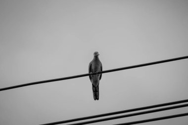 Direkteki kuş ve tel siyah ve beyazdır. 