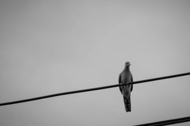 Direkteki kuş ve tel siyah ve beyazdır. 