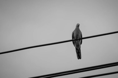 Direkteki kuş ve tel siyah ve beyazdır. 