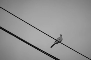 Direkteki kuş ve tel siyah ve beyazdır. 