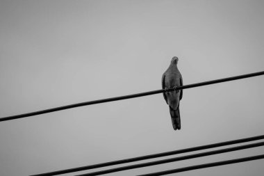 Direkteki kuş ve tel siyah ve beyazdır. 