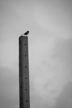 Direkteki kuş ve tel siyah ve beyazdır. 