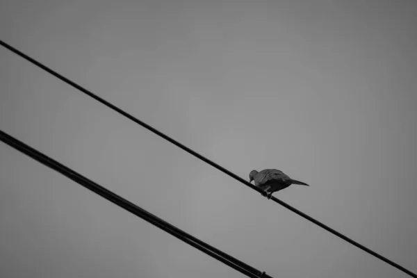 Pájaro Poste Alambre Son Blanco Negro — Foto de Stock