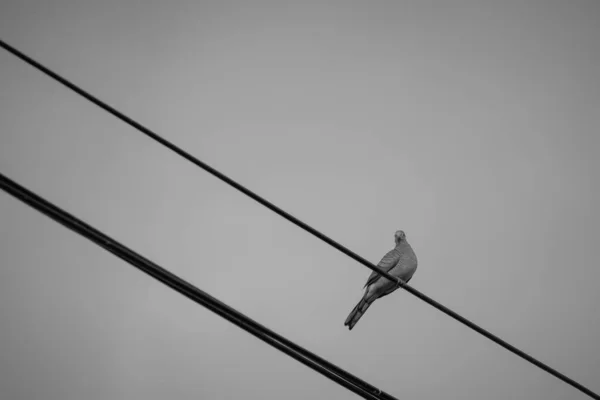 Pájaro Poste Alambre Son Blanco Negro — Foto de Stock