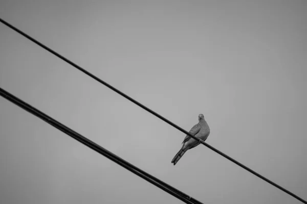 Pájaro Poste Alambre Son Blanco Negro —  Fotos de Stock