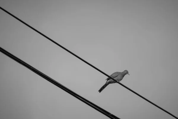 Oiseau Sur Poteau Fil Sont Noir Blanc — Photo