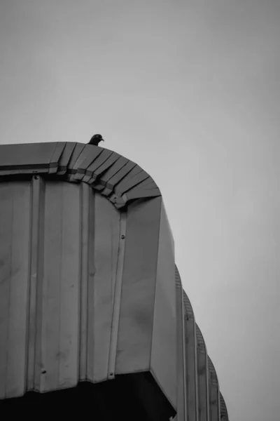Ptak Słupie Drut Czarno Białe — Zdjęcie stockowe