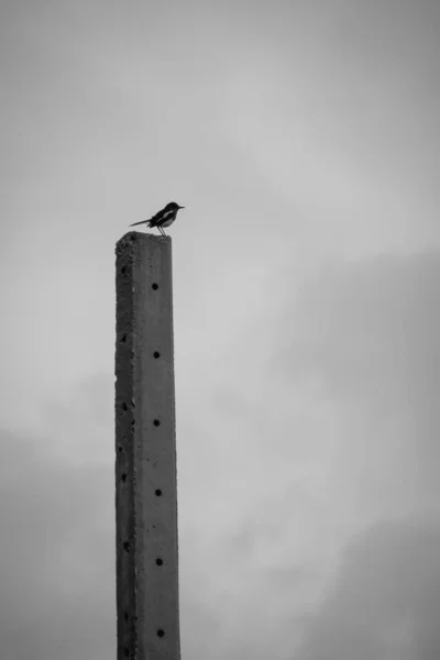 Oiseau Sur Poteau Fil Sont Noir Blanc — Photo