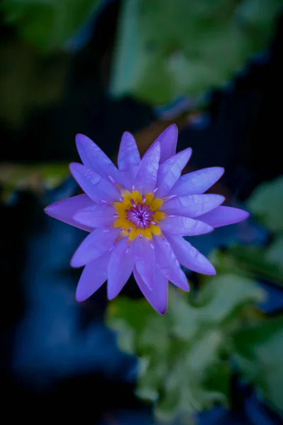 Beautiful Purple Lotus Flower Blooming Pond — Stockfoto