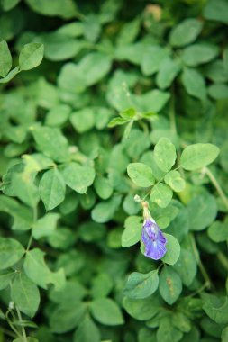 Kelebek bezelye çiçekleri yeşil yapraklarla çiçek açıyor.