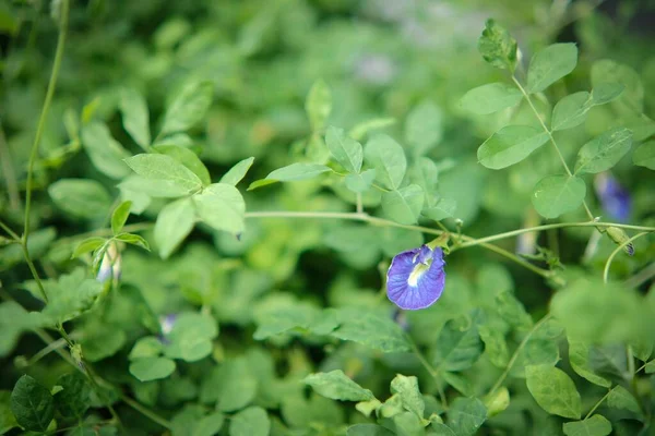 Butterfly Pea Flowers Blooming Green Leaves Background — Stockfoto