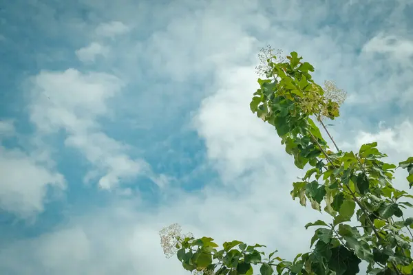Красиве Зелене Листя Синім Фоном Неба — стокове фото