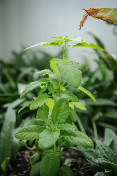 Fresh Green Leaves Basil Plants Backyard — ストック写真