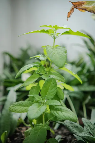 Fresh Green Leaves Basil Plants Backyard — ストック写真