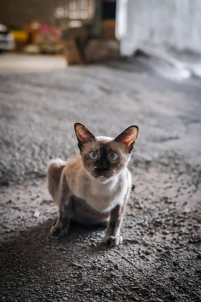 Cute Gray Cat Looking Camera Floor — Photo