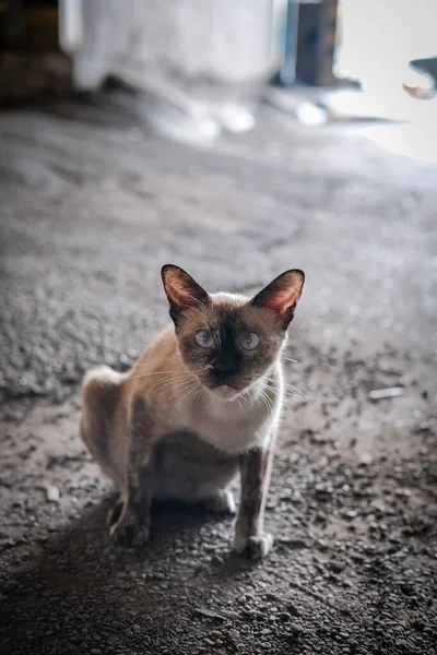 Leuke Grijze Kat Kijkend Naar Camera Vloer — Stockfoto