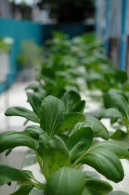 Fresh green vegetables in the nursery
