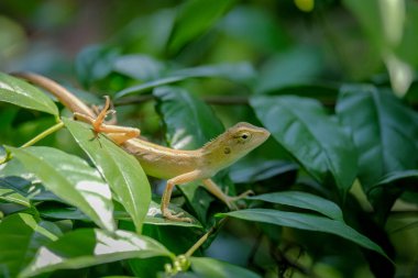 A chameleon perched on a branch in the park
