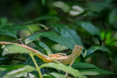 A chameleon perched on a branch in the park