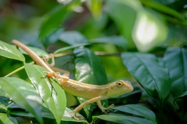 A chameleon perched on a branch in the park