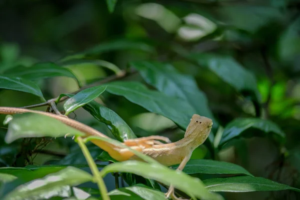 Chameleon Perched Branch Park — 스톡 사진