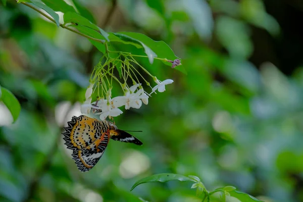 Beauty Butterfly White Flowers Blooming Garden — Fotografia de Stock