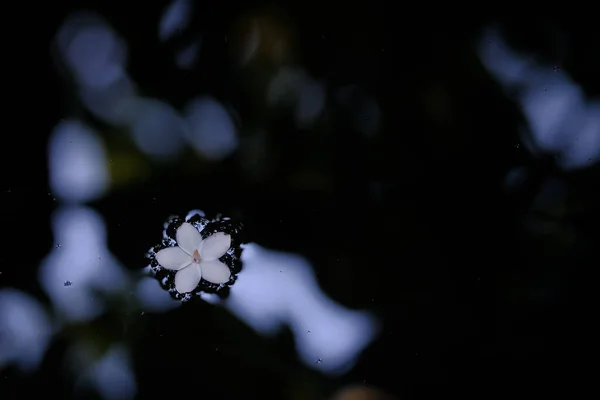 Flores Brancas Caindo Superfície Água — Fotografia de Stock