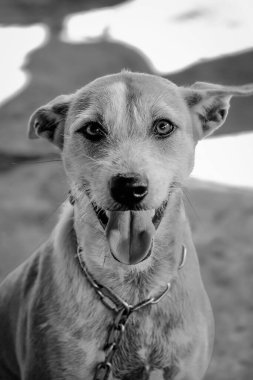 Tayland tapınağında kameraya bakan sevimli bir köpek. 